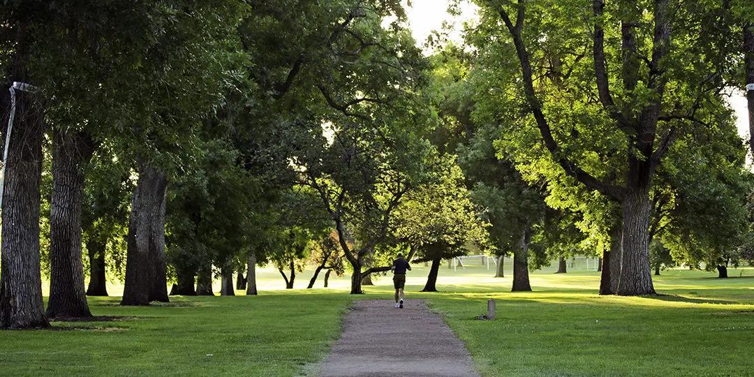Curtis Park’s Tree Disease Experts: Diagnosis & Treatment