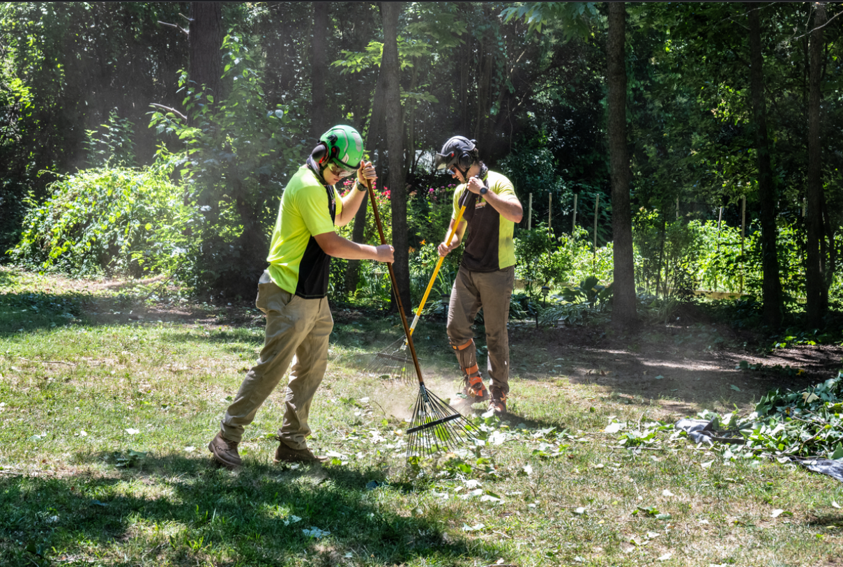 Disease Diagnosis & Protection for Your Land Park Trees