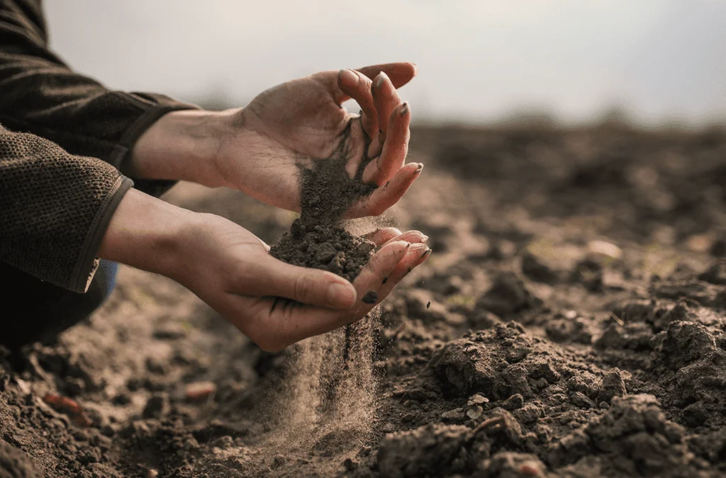 Tree Disease Diagnosis & Protection in Chico