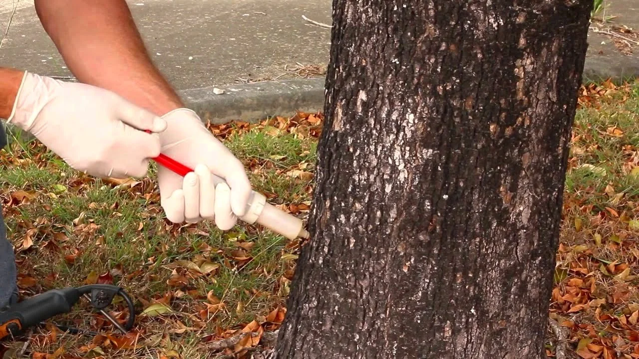 Tree Disease Diagnosis & Protection in Chico