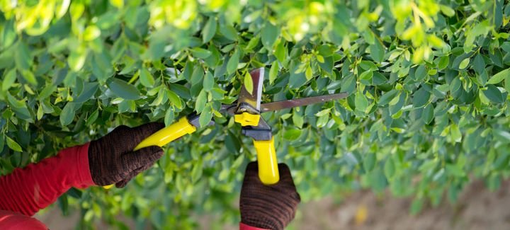 Tree Disease Diagnosis & Protection in Chico