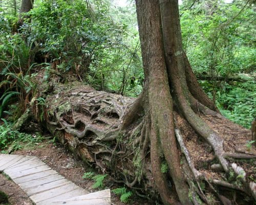 Tree Disease Take Root in Mangan Park